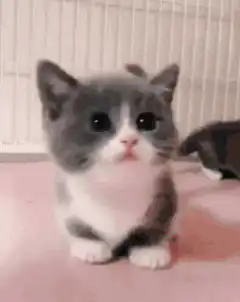 Cute kitten looking up