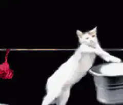 Kitten doing laundry