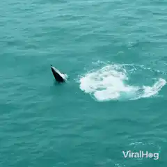 Whale breaching the ocean surface