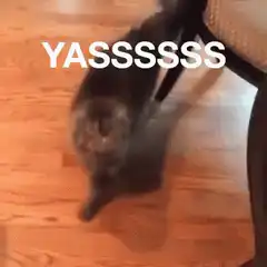 Cat walking with YASSSSSS text