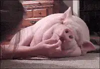 piglet being petted