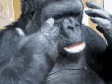 gorilla crying bad