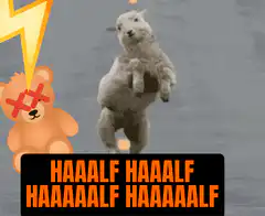 Dancing sheep with dead teddy bear