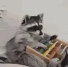 raccoon playing xylophone