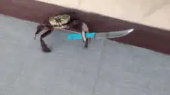 crab holding a knife