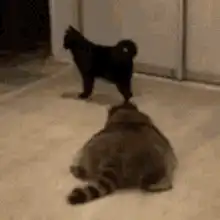 Raccoon chases black cat into room