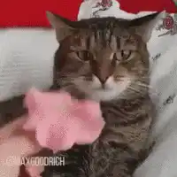 Cat gets flower on head and transforms