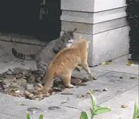 tabby cat wrestling with orange cat