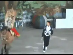 Tiger riding a horse in a circus
