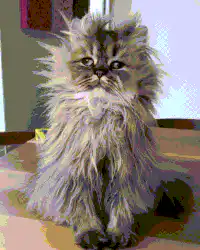 fluffy cat blinking and turning head