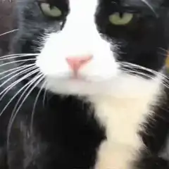 Cat nose zoom in