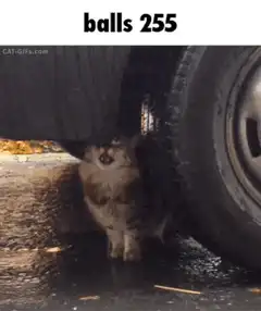 cat under car tire