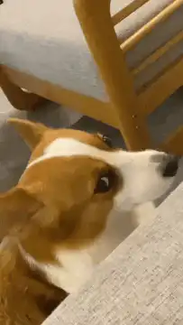 Corgi peeking over couch