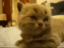 orange kitten falls asleep
