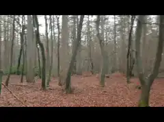 panning shot of a forest in autumn
