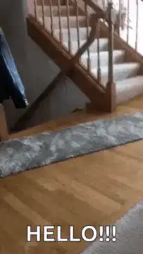 Dog runs past stairs