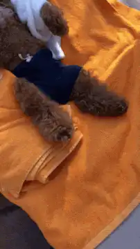 dog relaxing with wine