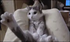 Cat falling asleep on couch