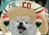 dog in mexico sombrero with maracas