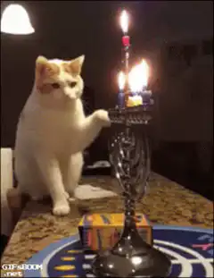 Cat blows out menorah candles