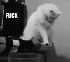 Cat knocks things off table