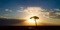 sunset behind acacia tree