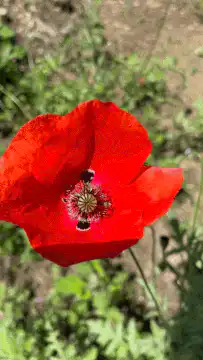 Close-up of a red poppy flower