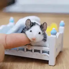 hamster in tiny bed