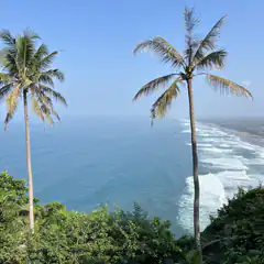 tropical beach with palm trees