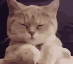 judgy cat with paws crossed