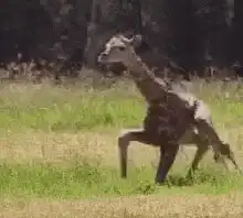 Baby giraffe stumbles and runs