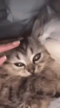 Cute kitten cuddling with white cat