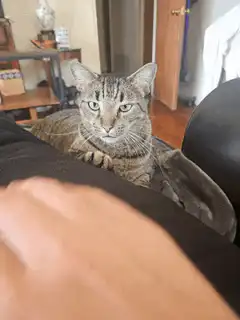 Cat kneading a person's leg