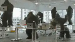 gorillas partying in office