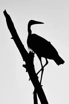 Silhouette of a heron on a branch