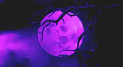 Purple Moon Behind Branches