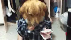 Dog in shirt counting money