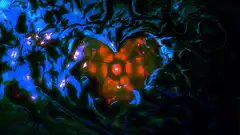 Abstract fluid art with glowing red and blue patterns