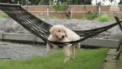 Golden Retriever puppy in a hammock