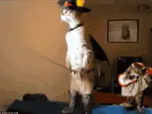 Cat dressed as a witch
