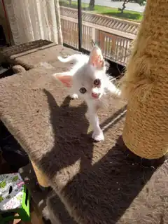 white kitten on cat tree