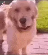 Golden Retriever Shaking Off Hand