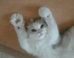 White cat stretching on its back