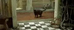 The Matrix cat walk cut to Keanu Reeves