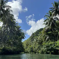 Tropical river with palm trees