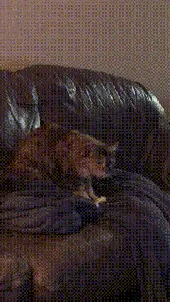 cat on couch meowing