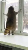 Raccoon dancing at window