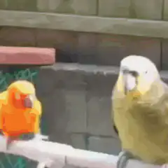 Two parrots on a perch