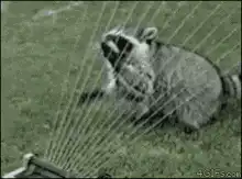 Raccoon gets sprayed by sprinkler