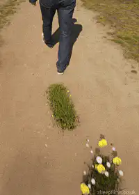 person walking on path with growing flowers